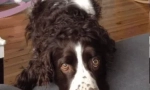 Njemački spaniel